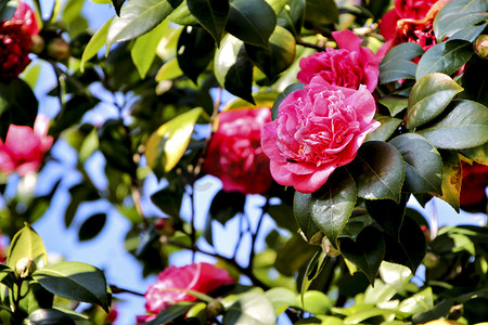 吉马良斯花园中的粉红色山茶花