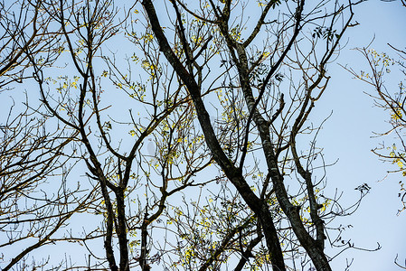 当午后的阳光透过树枝和树枝时，柔和的背光视图