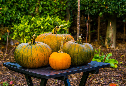 万圣节桌子摄影照片_花园桌子上的橙色和绿色南瓜，万圣节和秋季装饰，季节性传统背景