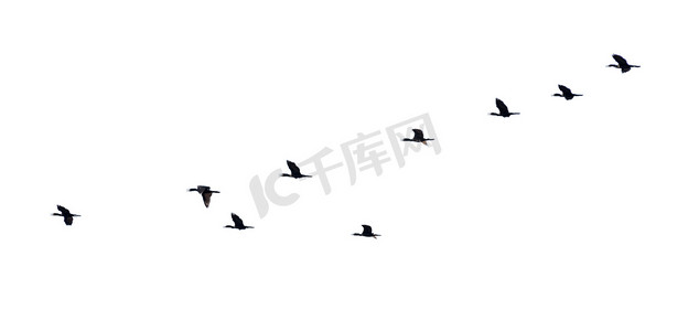 装饰剪影摄影照片_剪影成群的鸟儿连续飞翔