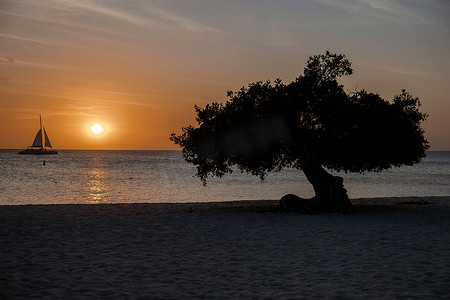 divi摄影照片_阿鲁巴鹰海滩海岸线上的 Divi 潜水树
