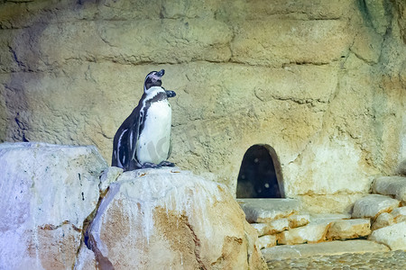 孤独快乐的企鹅站在他家附近动物园的石头上