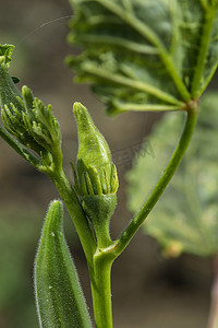 在农田的年轻秋葵植物 (Lady Finger)