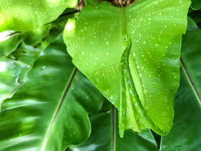 雨滴，鸟巢 fer 绿色幼叶上的水滴