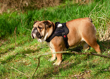 夏天，身着红色背带的红色英国斗牛犬在草地上散步