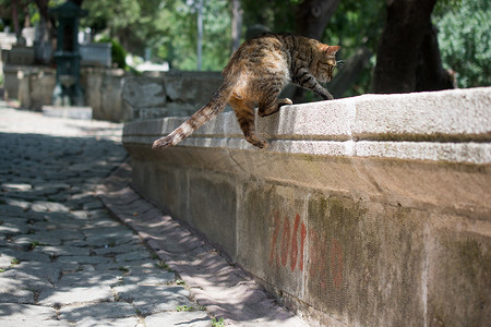 镇街上的家猫