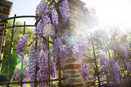 紫藤花卉摄影照片_紫藤花束
