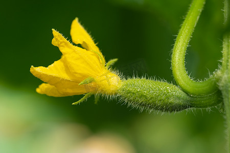 开花的小黄瓜生长在生态农业农场的温室里。