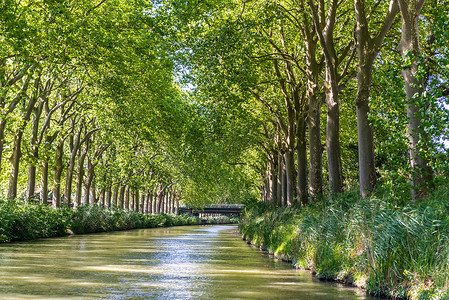法郎南部图卢兹的 Canal du Midi 运河的夏季景观