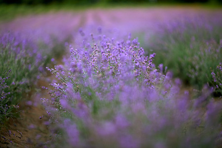 紫罗兰色盛开的薰衣草补丁在农村农田。