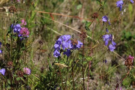 金线花卉摄影照片_风铃草 rotundifolia，被称为 harebell、风信子、blawort、毛铃和女士顶针