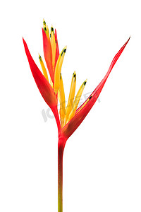 “Heliconia，Lady Di Heliconia，白色背景上的长尾小鹦鹉花”