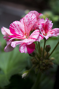 美目摄影照片_白色和粉红色的天竺葵花