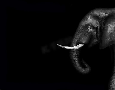 艺术 黑白 大象