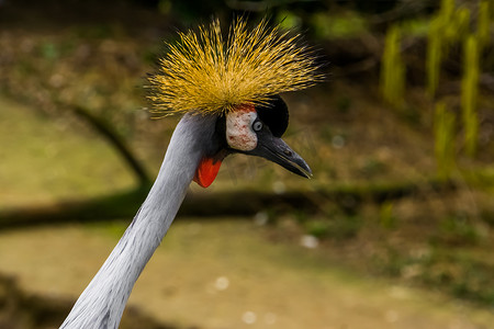 灰冠鹤的特写，它的脸，有趣的热带鸟，来自非洲的濒危动物