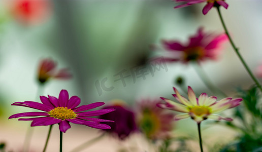 紫色花朵背景摄影照片_紫色花朵背景水平全长特写镜头