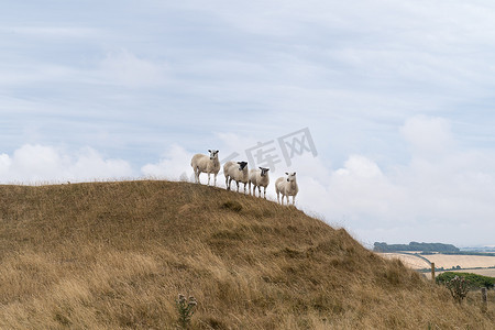 夏季，四只羊站在英国多塞特郡多切斯特附近的少女城堡的英国风景山上