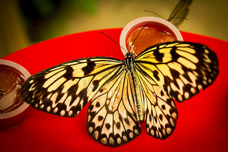 科工摄影照片_黑色和橙色开放蝴蝶