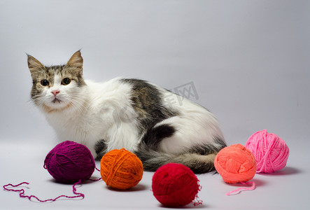 红色斑点的球摄影照片_毛纱多色球中的白色斑点蓬松猫