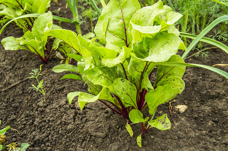 甜菜在花园里生长，小甜菜在浇水后在水滴中留下，种植有机产品的概念