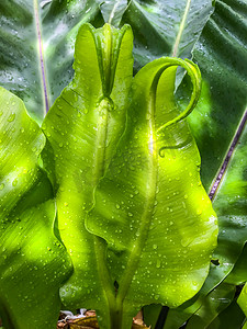 雨滴，鸟巢 fer 绿色幼叶上的水滴