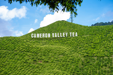 金马仑谷的茶园。