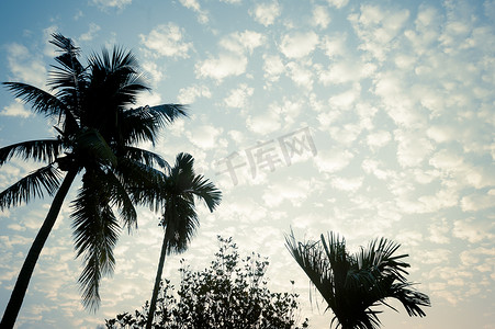 夏季季节性主题中的椰子树背景照片被鲜艳的日落天空照亮。