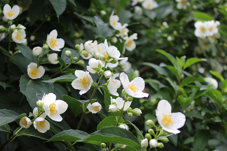 免费茉莉花茶摄影照片_花园里的白茉莉