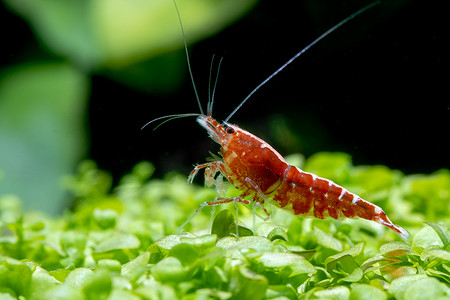 红银河矮虾停留在绿叶水生植物上，在淡水水族箱中查看。