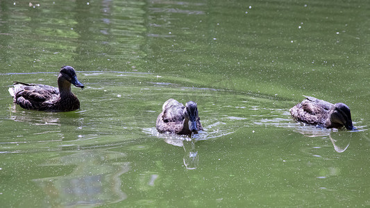 许多鸭子在河上肮脏的绿水中游泳