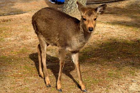 奈良圣鹿之一的特写