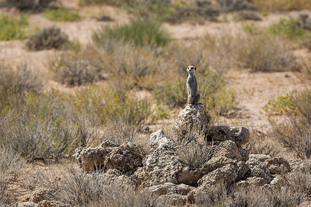 南非 Kgalagadi 跨境公园的猫鼬