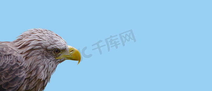羽毛png透贴摄影照片_蓝天背景上带有黄色喙的棕色鹰头的横幅，带有复制空间、特写、细节。