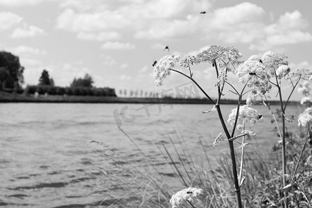 在晴朗的夏日，蜜蜂在荷兰河边的牛欧芹 (Anthriscus sylvestris) 上寻找蜂蜜