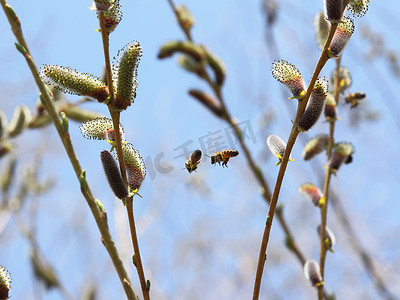 有益动物摄影照片_两只蜜蜂在树上飞。