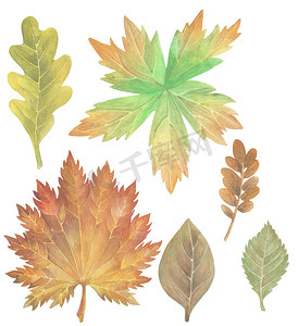 秋天树手绘摄影照片_一套水彩秋天手绘树叶