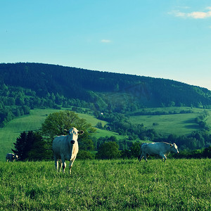 夏天在山上放牧小牛的美丽风景。