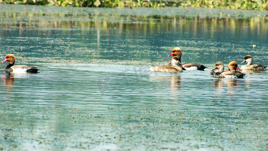 红冠潜鸭潜水鸭鸟 (Netta rufina) 在湿地游泳。