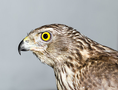 亮眼表情包摄影照片_灰色 ba 上有亮黄色眼睛的掠食性鸟鹰