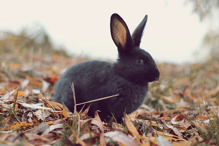 鞋背景黑摄影照片_黄色和绿色叶子上的黑兔