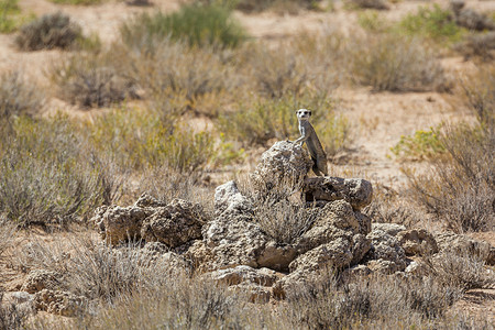 南非 Kgalagadi 跨境公园的猫鼬