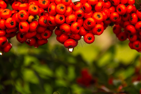 冈仁波齐摄影照片_秋季带雨滴的红色浆果观赏灌木