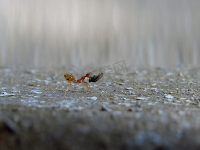 勤劳的蚂蚁