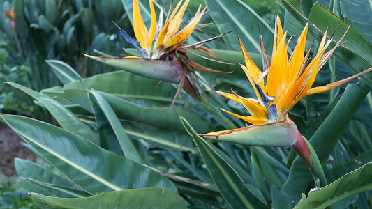 鹤望兰天堂鸟热带鹤花，美国加利福尼亚州。