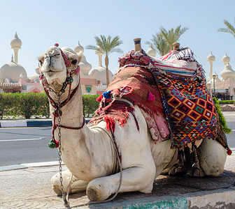 车在沙漠摄影照片_在沙姆伊尔阳光明媚的街道上骑着一条明亮的毯子骆驼
