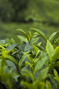 绿茶种植园的领域