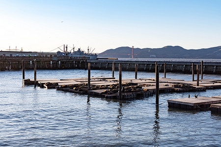 保护海洋日摄影照片_2020 年 3 月 31 日，美国加利福尼亚州旧金山 Embarcadero 码头 39 号码头的一大群海狮