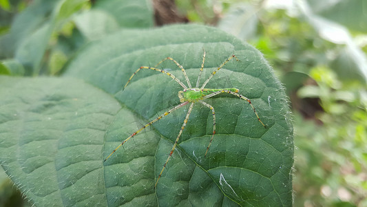 天猫520告白季摄影照片_Sindou 峰叶子上的绿色天猫座蜘蛛