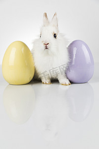 兔宝宝摄影照片_兔宝宝、兔子和复活节彩蛋