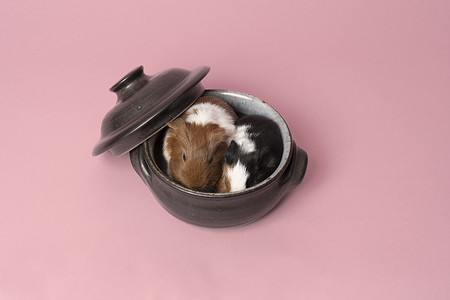 粉红色背景的黑色和灰色砂锅锅里，两只可爱的豚鼠并排坐在一起